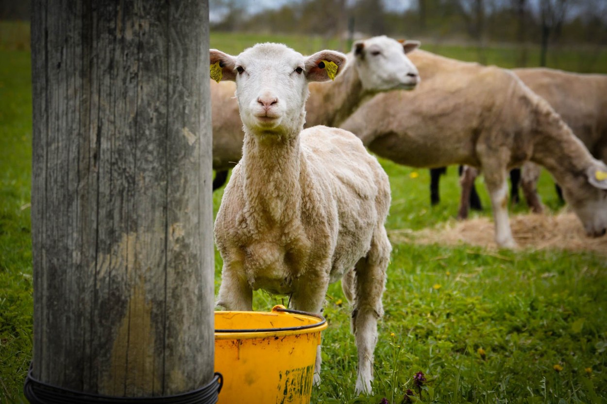 lammas