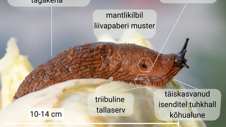 Hispaania teetigu